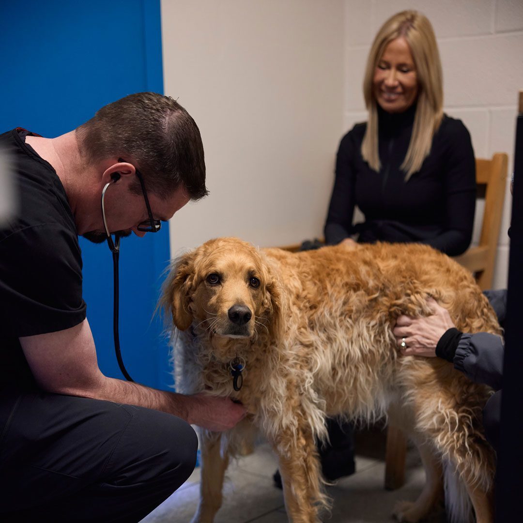 veterinary team members examining a dog